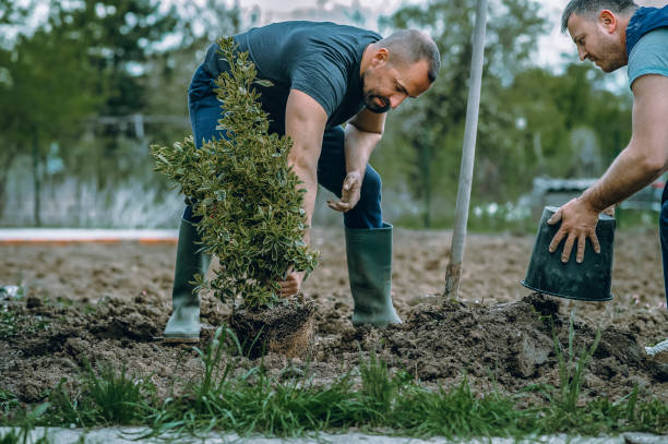 Best Lawn Mowing  in Oakleaf Plantation, FL