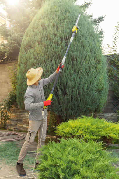 Best Fruit Tree Pruning  in Oakleaf Plantation, FL